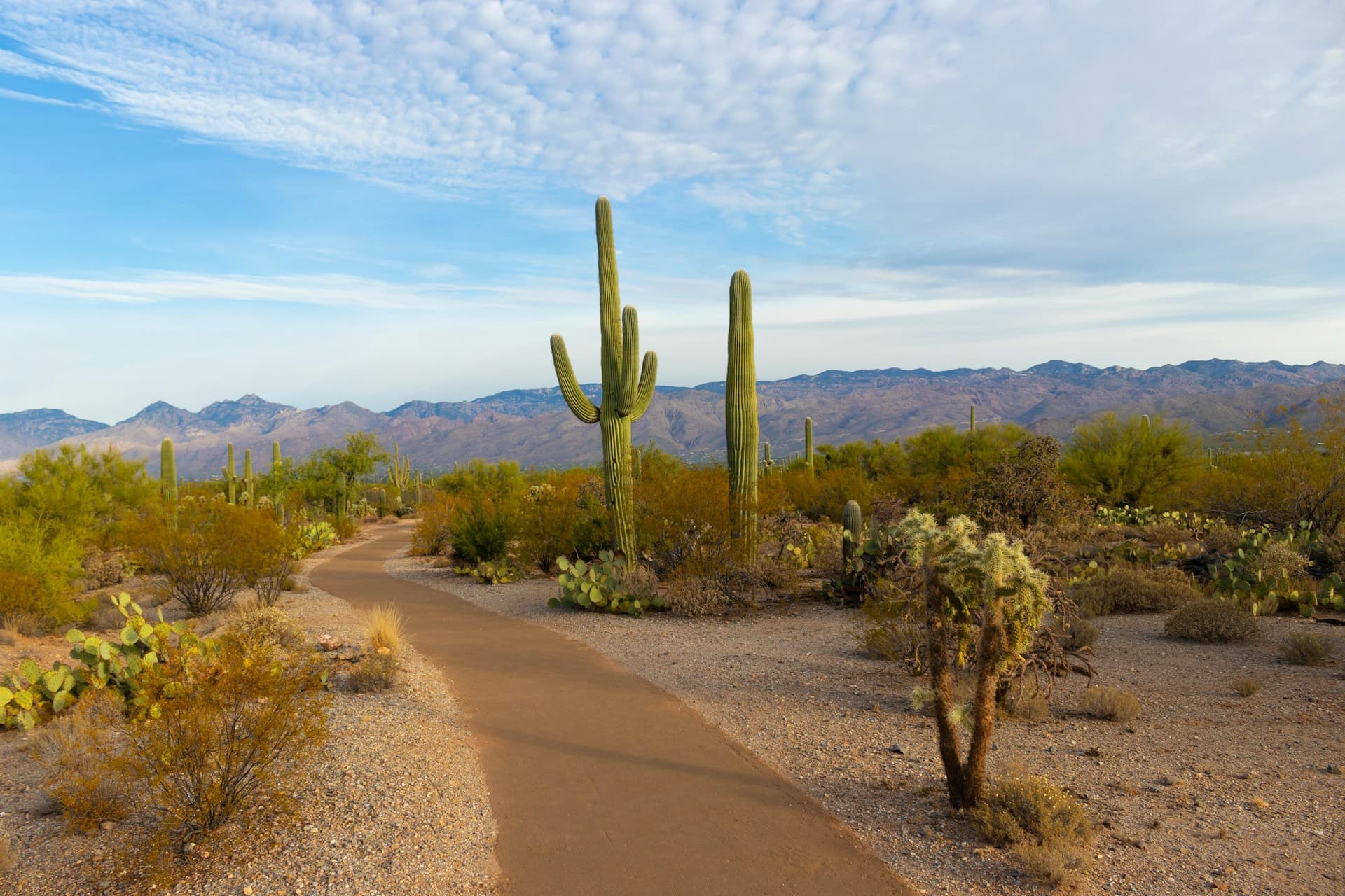 Arizona Incentives to Help Increase Cash Flow for Your Business