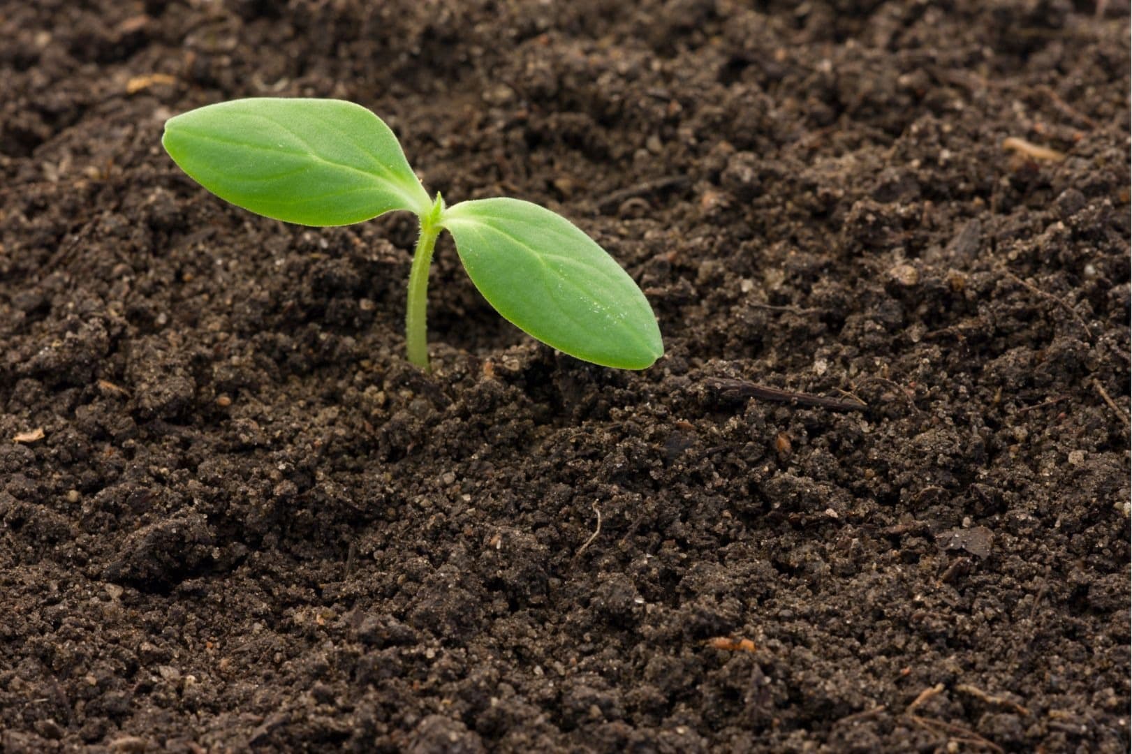 You're Not Too Small